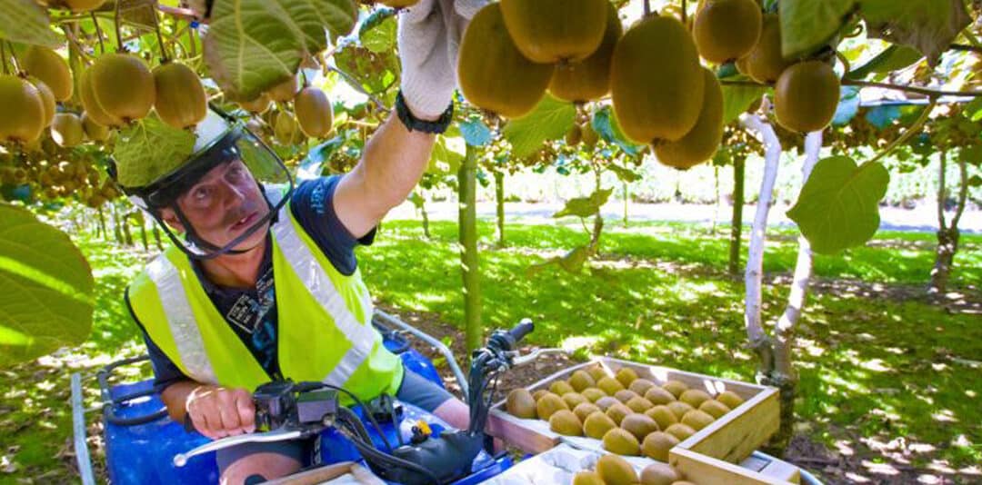 Driving transformation and savings in challenging times: Zespri case study