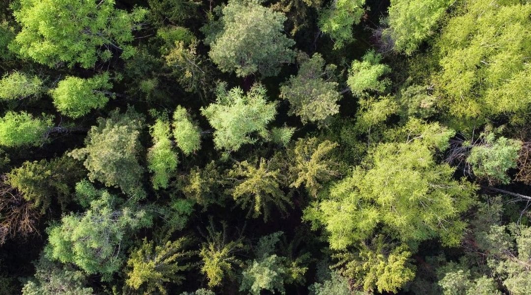 Carbon Insights Service – Forestry’s Flourishing Environmental Feat Championing Carbon Clarity